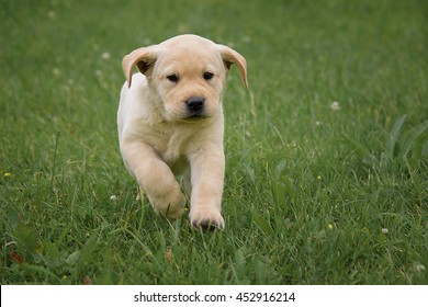 Cute Yellow Labrador Puppy Running On The Green Field