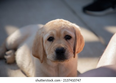 299 Yellow English Labrador Retriever Images, Stock Photos & Vectors ...