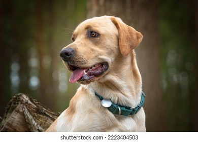 Cute Yellow Labrador sitting in the forest looking away from the camera.  This head and shoulders image can be edited for the dog tag disc to show any name of dog or owner.  whitespace for words