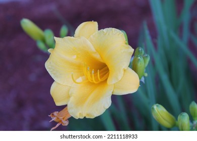 Cute Yellow Mini Daylily Flower