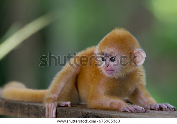 cute-yellow-monkey-orange-baby-600w-675985360.jpg