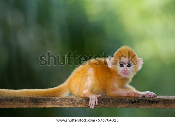 Cute Yellow Monkey Orange Monkey Baby Stock Photo Edit Now