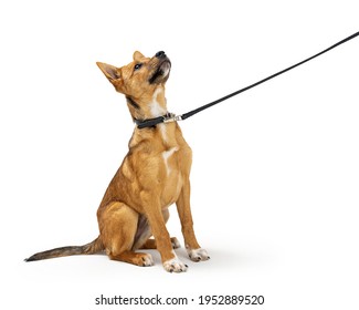 Cute yellow puppy dog being trained too learn to sit down and stay while on a leash