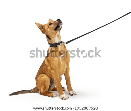 Cute yellow puppy dog being trained too learn to sit down and stay while on a leash