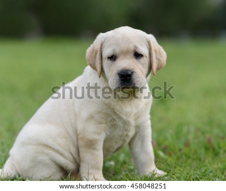 Similar – Small, blond Labrador puppy sits on a lawn in the grass and looks into the distance