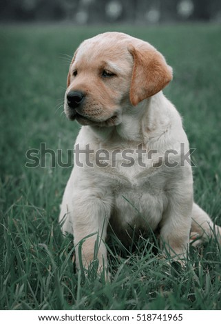 Similar – Small, blond Labrador puppy sits on a lawn in the grass and looks into the distance