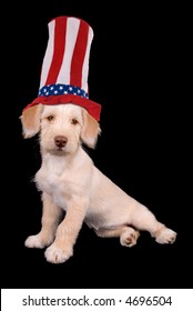 Cute yellow puppy in red,white and blue party hat isolated over black