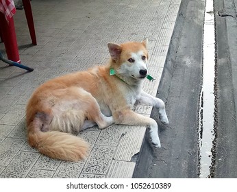 The Cute Yellow And White Dog Wears A Collar With A Rabies Tag. Animal Concept.