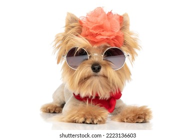 cute yorkie dog with badass attitude is wearing sunglasses, a flower and red bandana against white background