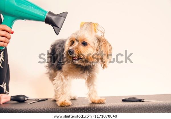 Cute Yorkie Dog Groomer Stock Photo Edit Now 1171078048