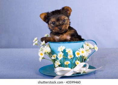 baby yorkie teacup