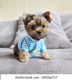 a cute yorkie in a shirt sitting on a couch