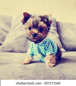 a cute yorkie in a shirt toned with a retro vintage instagram filter 