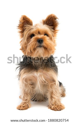 Cute yorkshire dog isolated on white