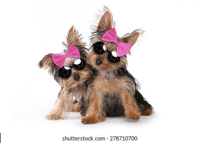 Cute Yorkshire Puppies Dressed up in Pink