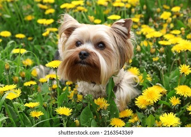 Cute Yorkshire Terrier Among Beautiful Dandelions In Meadow On Sunny Spring Day