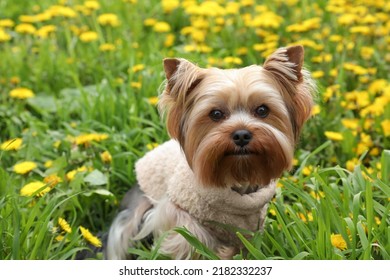 Cute Yorkshire Terrier Among Beautiful Dandelions In Meadow On Sunny Spring Day