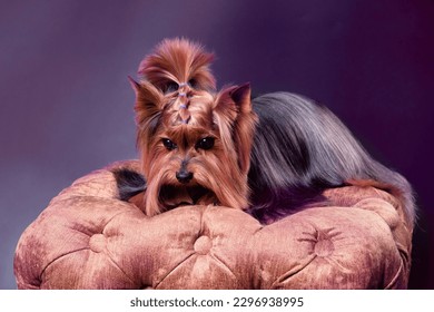 A cute Yorkshire Terrier breed dog lies carefree on a soft ottoman..