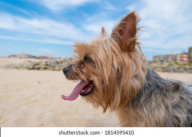 Cute Yorkshire Terrier Dog At Beach In Summer With Tongue Out. Profile Shot.