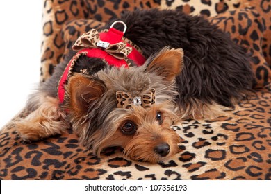 A Cute Yorkshire Terrier Dog Laying On An Animal Print Bed And Wearing A Fancy Harness And Bow.