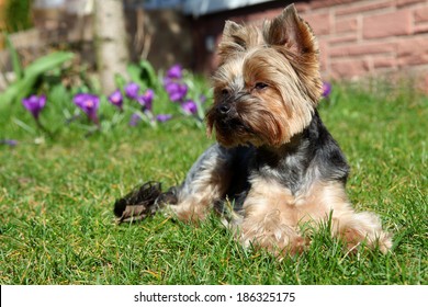 Cute Yorkshire Terrier Dog Laying In The Yard.