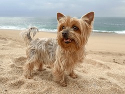 Cute Yorkshire Terrier Dog Portrait, Having Fun On The Beach In Summer.