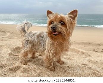 Cute Yorkshire Terrier dog portrait, having fun on the beach in summer.