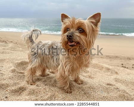 Cute Yorkshire Terrier dog portrait, having fun on the beach in summer.