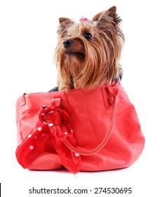 Cute Yorkshire Terrier Dog In Red Bag Isolated On White
