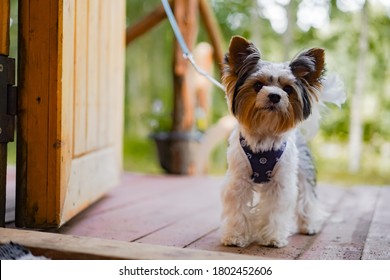 Cute Yorkshire Terrier Dog Standing On The Leash At The Door In Country House