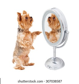 Cute Yorkshire Terrier Dog Standing Up And Looking At Himself In A Mirror