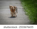 A cute Yorkshire Terrier dog walking on a sidewalk next to green grass on a sunny day