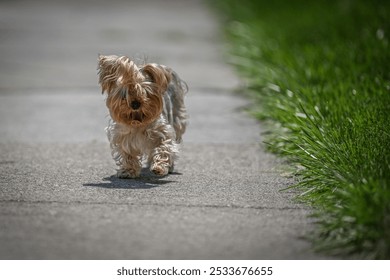 A cute Yorkshire Terrier dog walking on a sidewalk next to green grass on a sunny day - Powered by Shutterstock