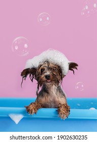 Cute Yorkshire Terrier having bath with foam on head. Smiling dog after bath showing tongue. Pet Grooming concept. Copy space - Shutterstock ID 1902630235
