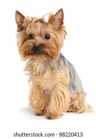 Cute Yorkshire Terrier Isolated On  White