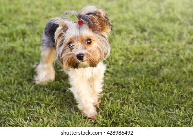 Cute Yorkshire Terrier On A Grass 