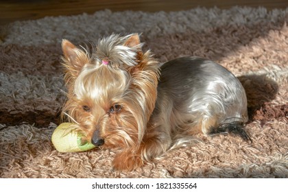 Cute Yorkshire Terrier Playing With His Toy