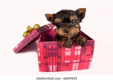 Yorkshire Terrier Waving Behind Tree Computer Mouse Pad