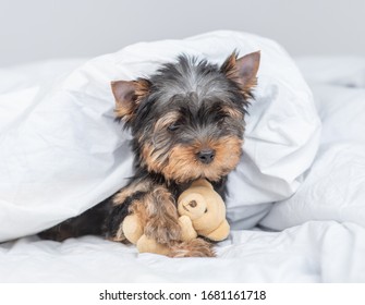 Cute Yorkshire terrier puppy lies under warm blanket on the bed and embraces toy bear. Empty space for text