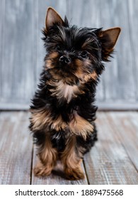 Cute Yorkshire Terrier puppy looking at the camera sitting on a grey background