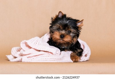 Cute Yorkshire Terrier Puppy Looking