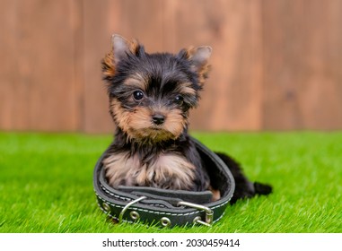 Cute Yorkshire Terrier  Puppy Wearing Dog Collar That Is Too Big Sits On Green Summer Grass.