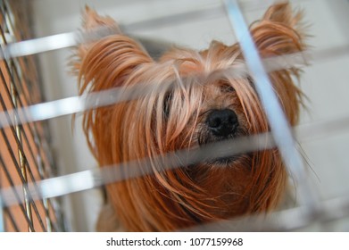 Cute Yorkshire terrier sitting in cage and looks at the camera, raised its head. Top view. Concept of loneliness, lost dog, bored pet. Close up.