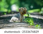 A cute Yorkshire Terrier sitting on a sunlit pathway in a lush green park