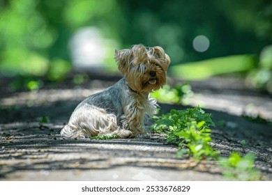 A cute Yorkshire Terrier sitting on a sunlit pathway in a lush green park - Powered by Shutterstock