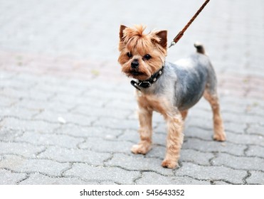 Cute yorkshire terrier at the street