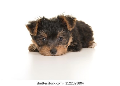 Cute yorkshire terrier, yorkie puppy lying with its head on the floor looking at the camera on a white background