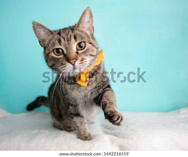 Cute Young Adult Short Hair Tabby Stock Photo Edit Now 1442216519