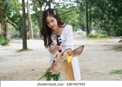 Cute Young Asian Woman On White Dress Feeding Female Deer With Long Grasses While Recording Vlog For Youtube At The Same Time.