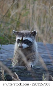 Cute Young Baby Masked Bandit Also Known As The Raccoon Peeking Out Of Its Hiding Place Of A Log And Tall Grass.  Looking Around Out Of Curiosity.  Taken In Northern California.  